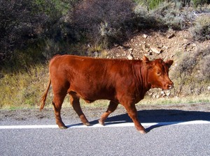 Cow4_2