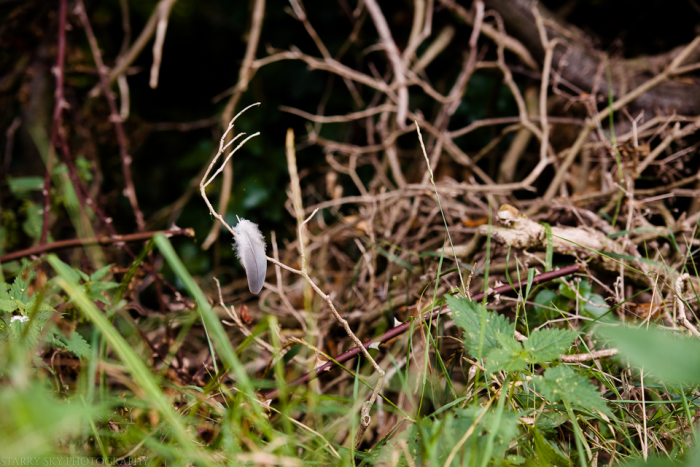 Oct 2014 fall walk web-13