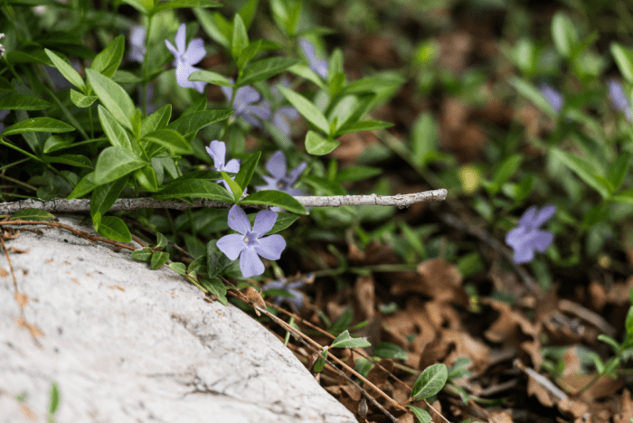 May  2018 backyard web (3 of 7)