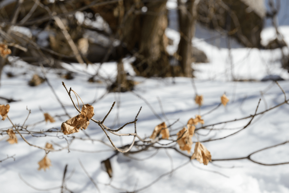 Mar 2015 mt ogden web (6 of 9)