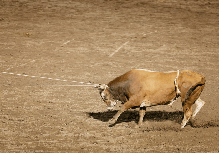 Jul 2015 ogden rodeo web (27 of 31)