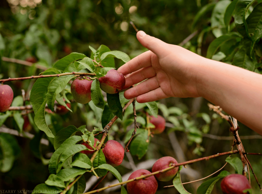 Aug 2018 tree hand web (1 of 1)