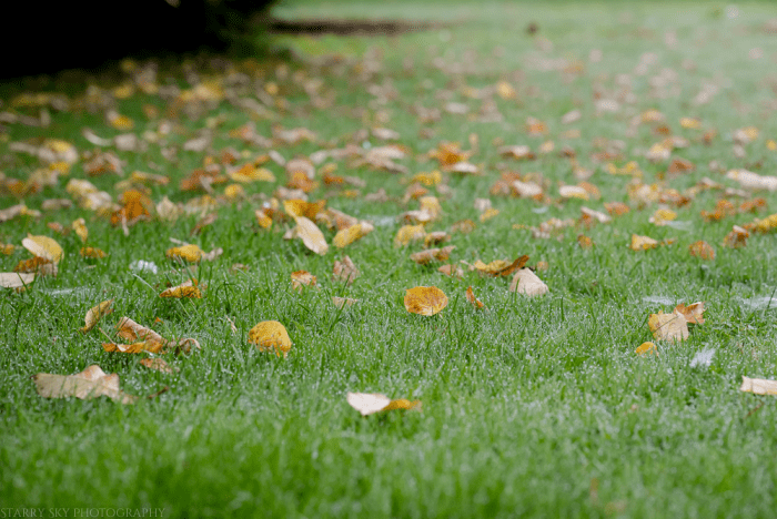 Sept 2014 spider web-3