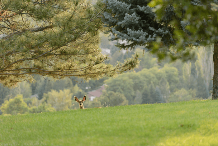 Jul 2015 deer web (2 of 2)