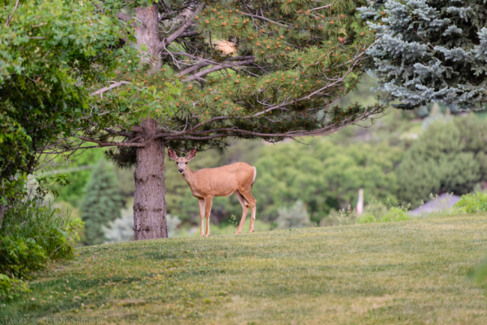 Jun 3017  deer web (1 of 1)