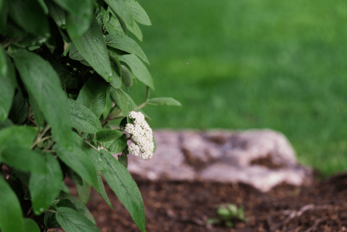 May  2018 backyard web (3 of 7)