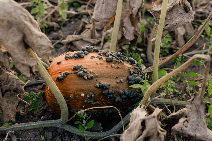 pumpkins web (3 of 3)