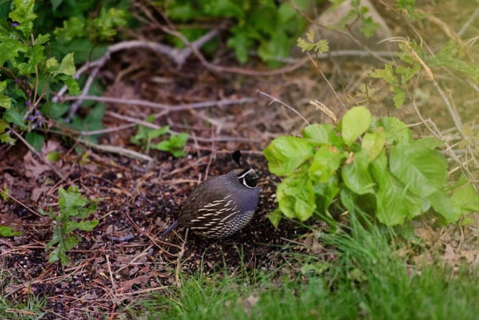 May 2016 quail web (1 of 1)