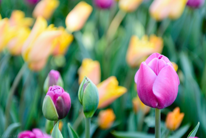 Apr 2016 tulip farm web (10 of 12)