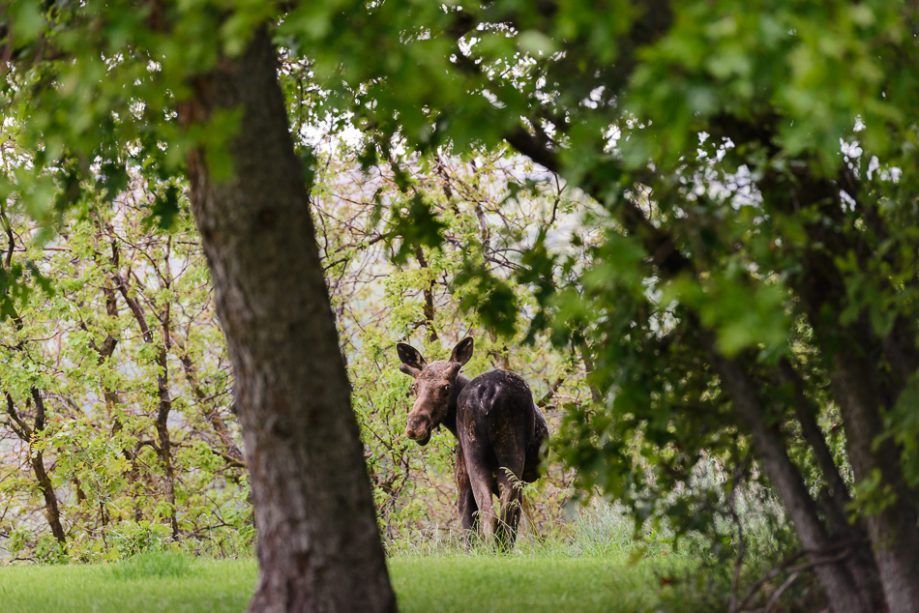 May 2015 moose web (7 of 8)
