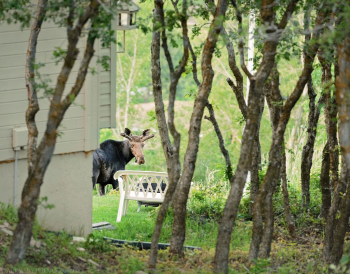 May 2016 moose web (1 of 1)