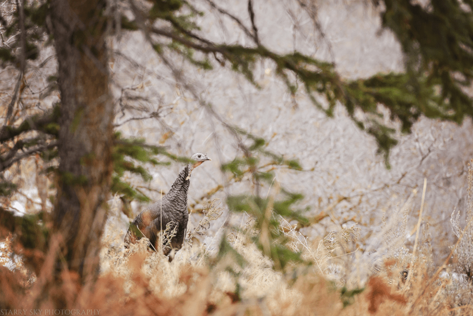 Dec 2015 turkey web (1 of 1)