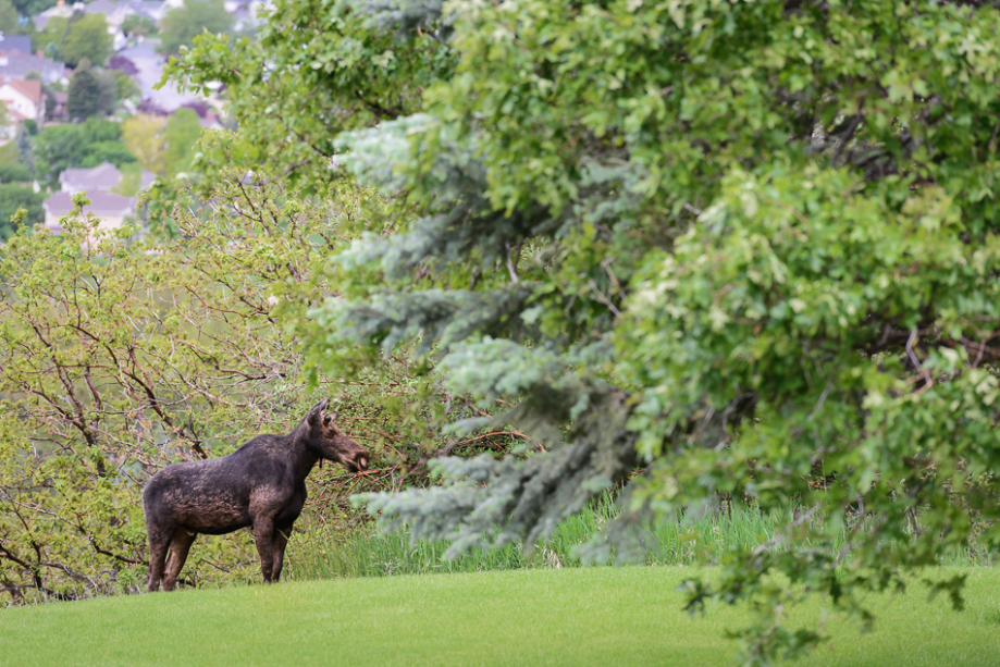 May 2015 moose web (2 of 8)