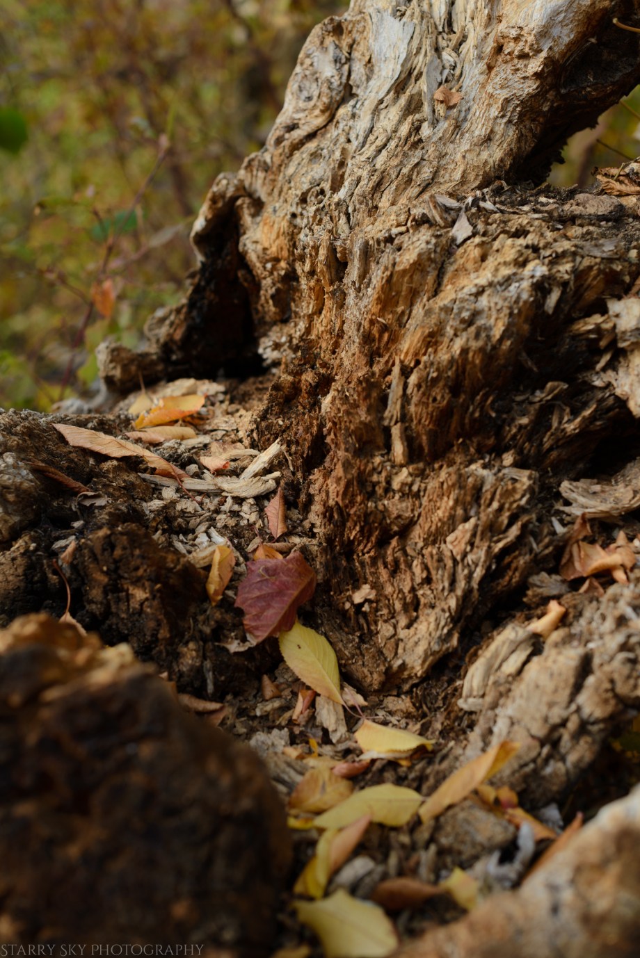 Nov 2016 canyon tree web (1 of 1)