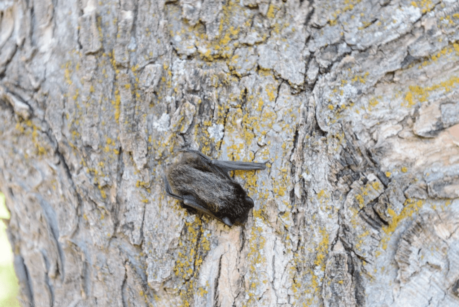 Apr 2016 bat web (1 of 3)