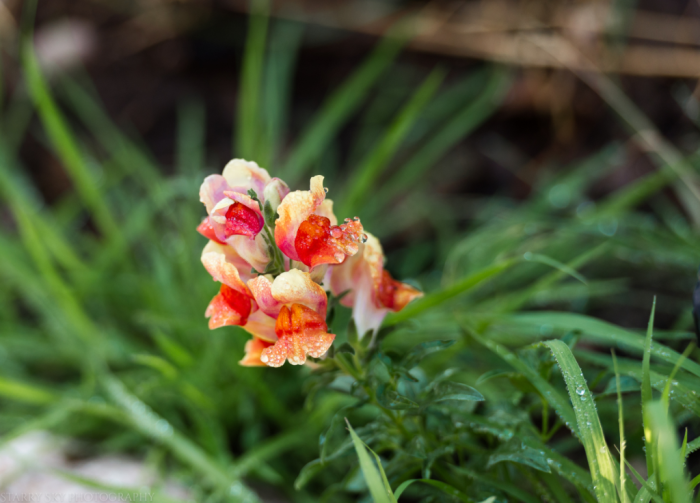 Jul  2017 soccer web (1 of 1)