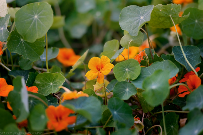 Aug 2016 jean garden web (1 of 1)