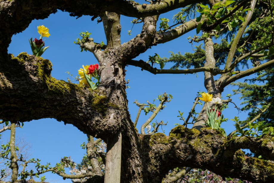 Apr 2016 tulip farm web (9 of 12)