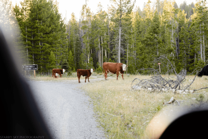 Jul  2016  rv web (2 of 3)