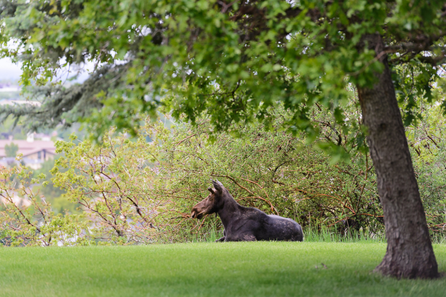May 2015 moose web (6 of 8)