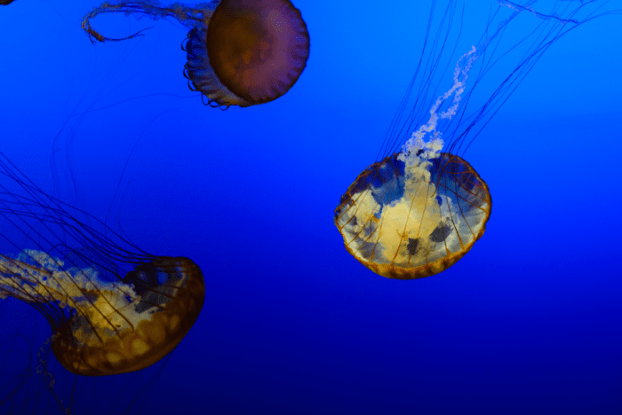 Oct 2017 aquarium web (1 of 1)-4