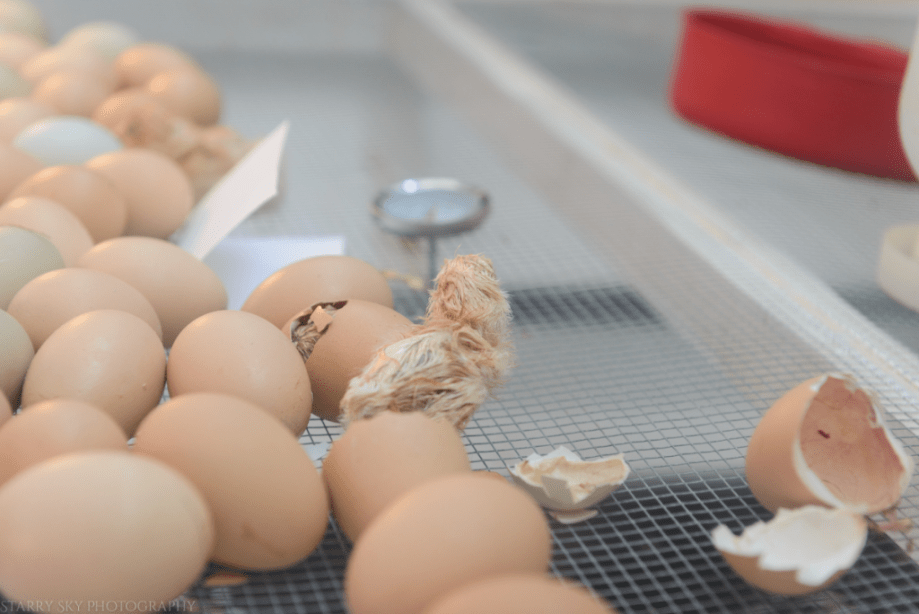 Aug 2016 WI State fair web (9 of 28)