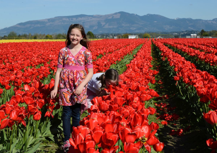 Apr 2016 tulip farm web (2 of 12)