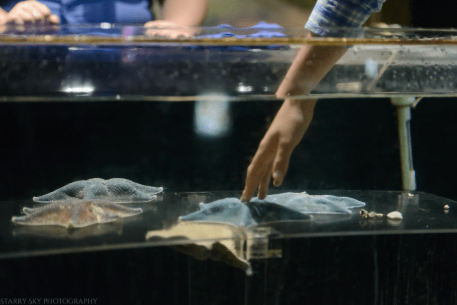 Oct 2017 aquarium web (5 of 9)