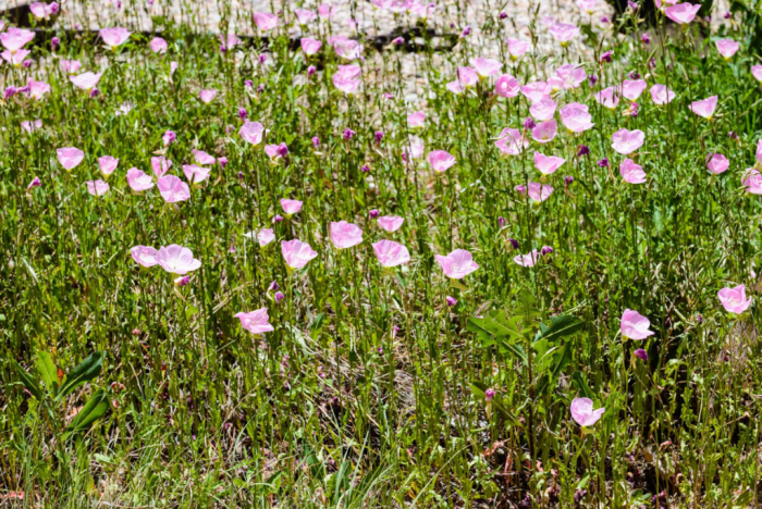 Jun 2016 T frontier village web (22 of 23)