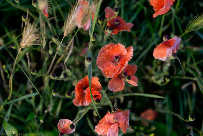July 2014 farm sunrise web-6