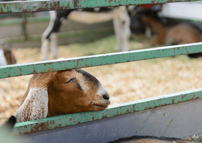 Sept 2015 fair web (13 of 29)