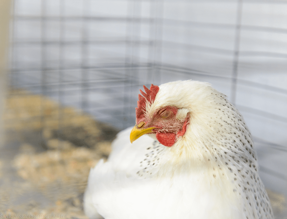 Sept 2015 fair web (12 of 29)