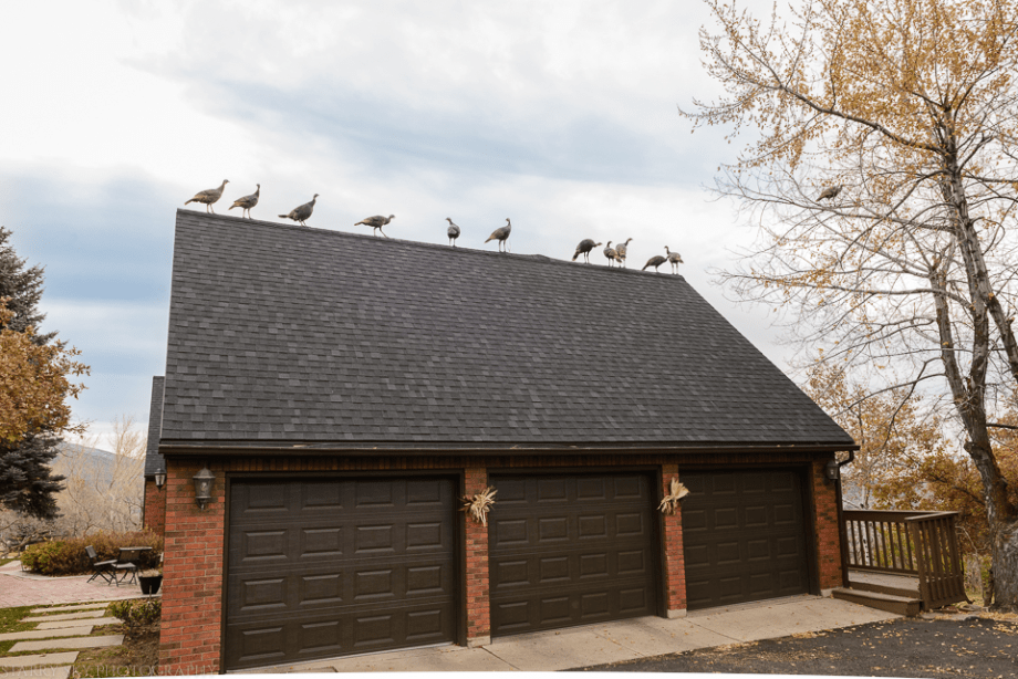 Nov 2015 turkeys web (2 of 6)