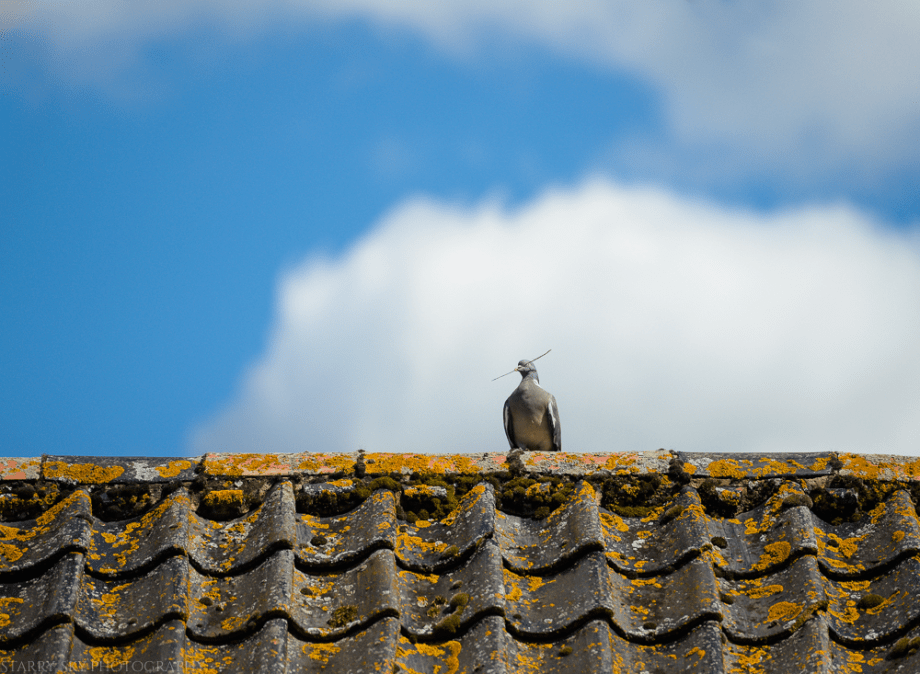 Aug 2014 twig bird web