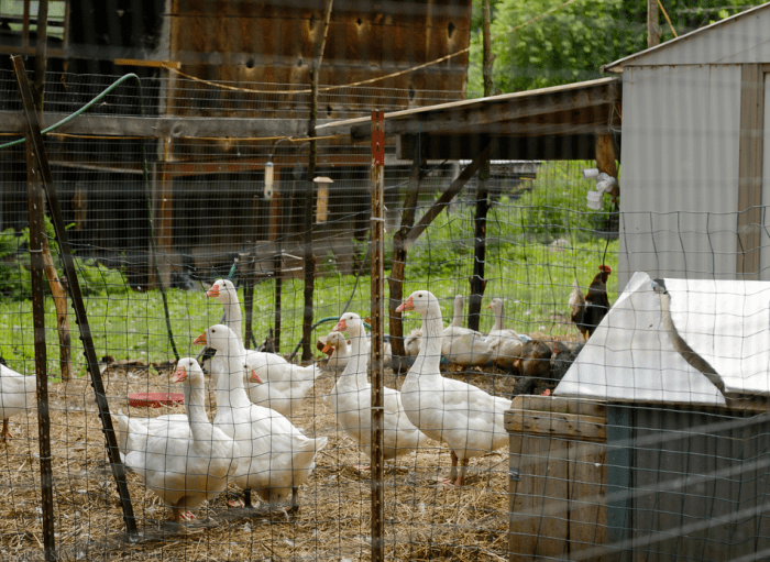 Jun 2015 hickory hill web (4 of 8)