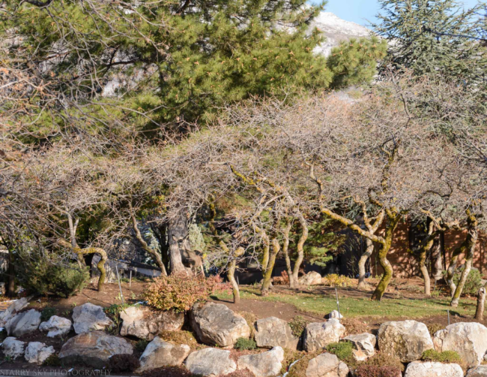 Nov 2016 deer web (1 of 1)