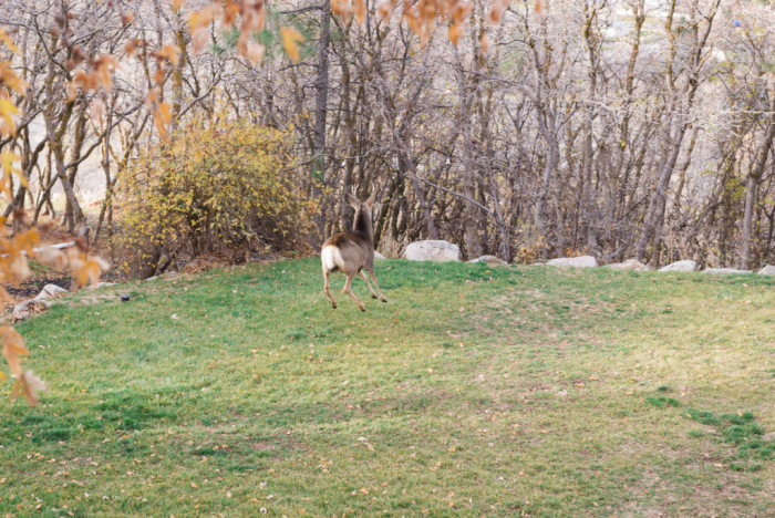 Nov 2017 thanksgiving web (5 of 9)