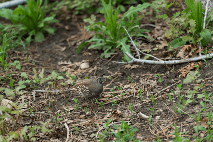 May  2018 backyard  web (1 of 1)-4