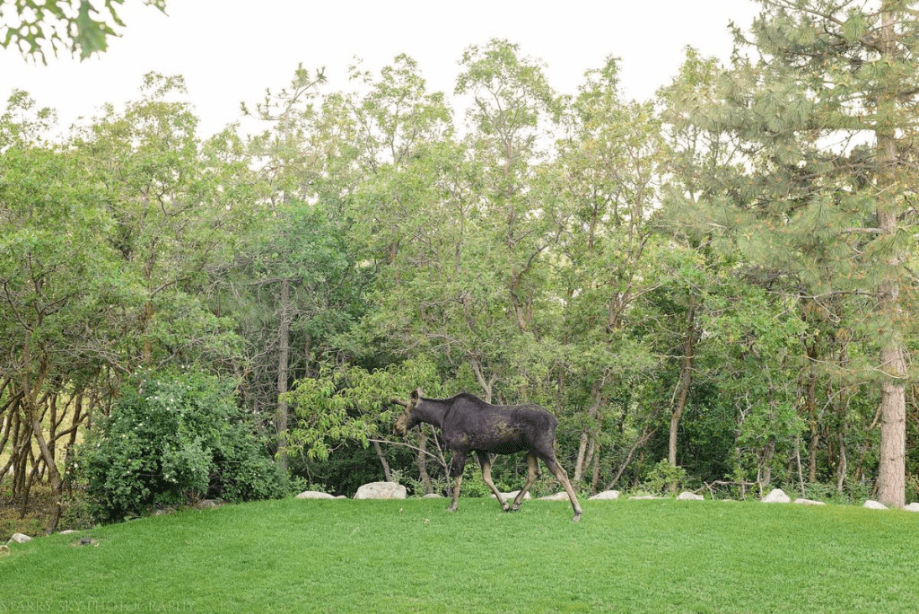 May 2016 moose web (1 of 1)-3