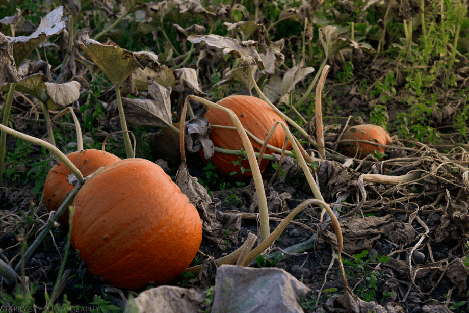 pumpkins web (2 of 3)