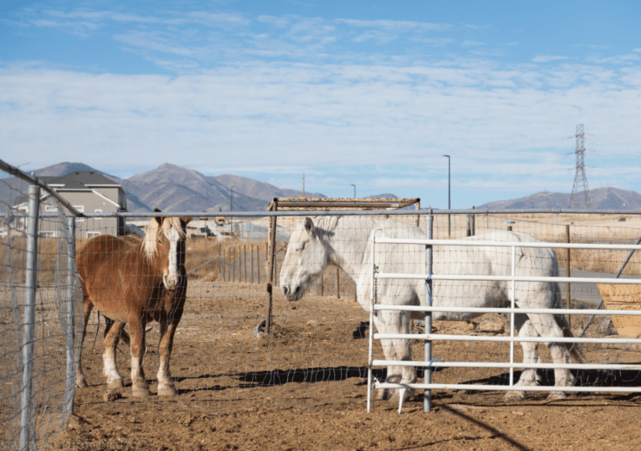 Nov 2016 farm table web (5 of 6)