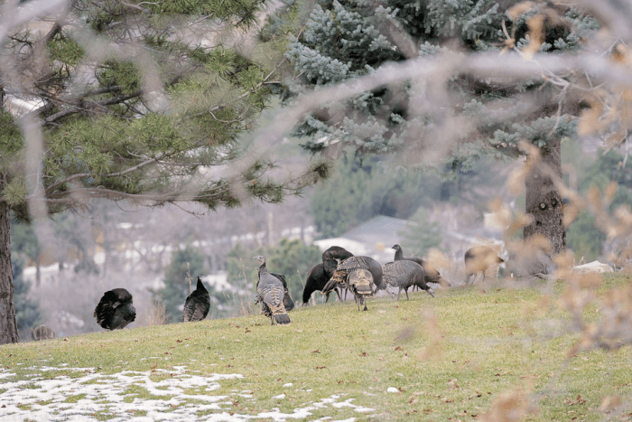 Dec 2015 turkey web (2 of 4)