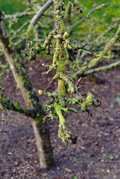 Mar 2014 garden web-5