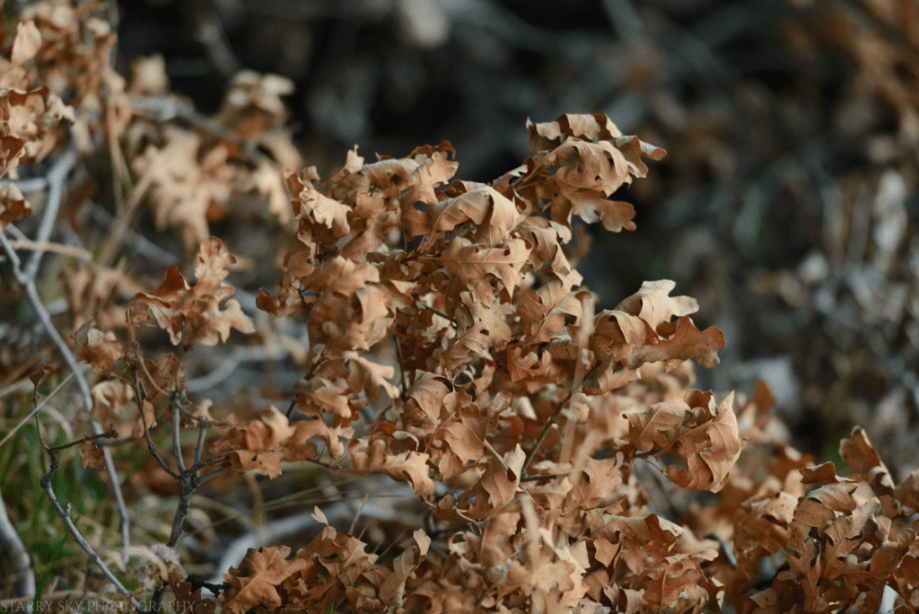 Nov 2016 abbie sunset web (8 of 9)
