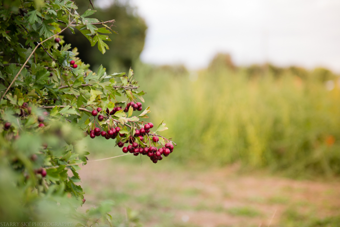  pumpkins web (1 of 1)