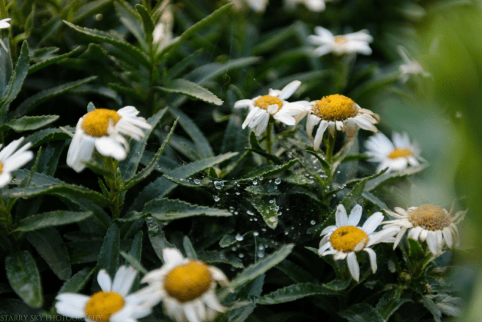 Jul 2017 daisy raindrops spiderweb web (1 of 1)