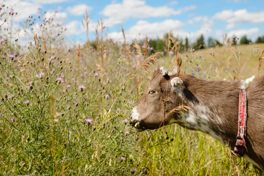 Jul 2016 WA web (5 of 7)