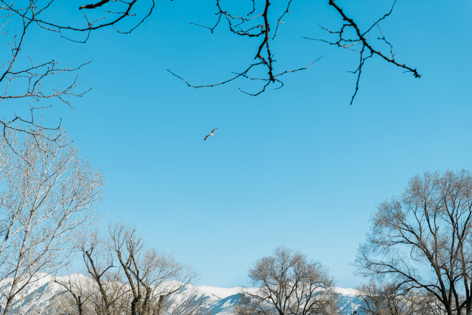 Mar 2015 bird pond web (1 of 5)