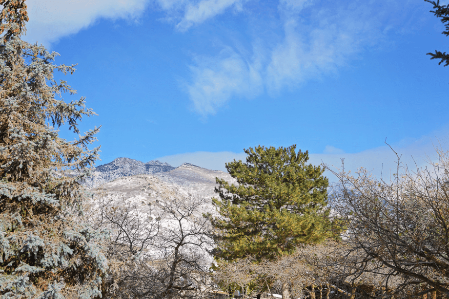 Nov 2015 trees web (3 of 3)