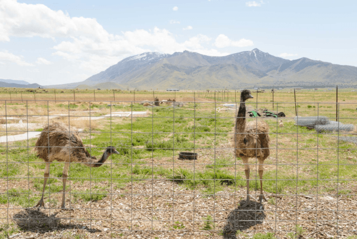 Apr 2017 emus web (5 of 5)